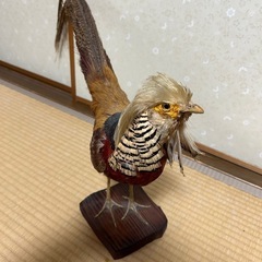 Yahoo!オークション - 剥製 銀鶏鳥 高級 インテリア 自然 銀鶏