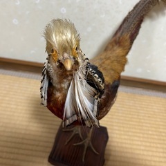 [取引決定]値下げ！キンケイ金鶏　錦鶏の剥製の画像