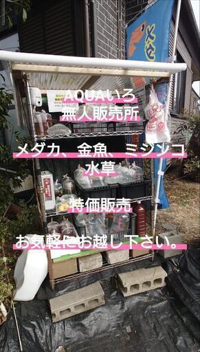 🐟️AQUAファーム無人販売所🐟️特価販売🉐メダカ、金魚