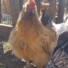 烏骨鶏とチャボの掛け合わせ