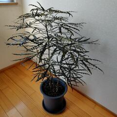 観葉植物　アラレア　グリーンエレガンス