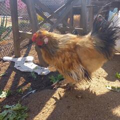 烏骨鶏とチャボの掛け合わせの画像