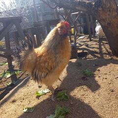 烏骨鶏とチャボの掛け合わせの画像