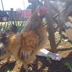 烏骨鶏とチャボの掛け合わせの画像