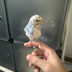 【急募】羽衣セキセイインコ