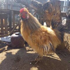 烏骨鶏とチャボの掛け合わせの画像