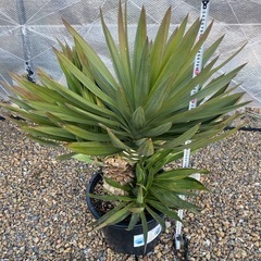 ユッカグロリオサ