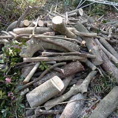 薪　伐採木　無料の画像