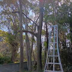 薪　伐採木　無料の画像