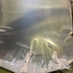 キラキラ✨綺麗なメダカ2Pの画像