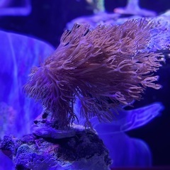 ウミアザミｓｐ（L サイズ）