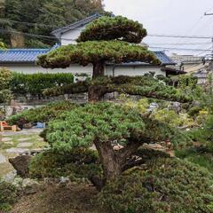 決まりました【感謝】 五葉松の画像