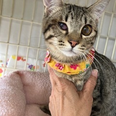 🧡動画付き🧡ハンデがあるからこそ幸せになって欲しい☺️ - 小郡市