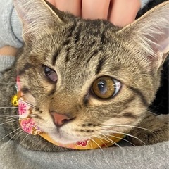 🧡動画付き🧡ハンデがあるからこそ幸せになって欲しい☺️ - 猫