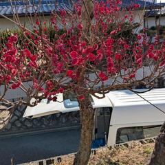 紅梅の画像