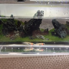 可愛い真っ黒お目めの白パンダメダカペア🐟の画像