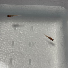 可愛い真っ黒お目めの白パンダメダカペア🐟の画像