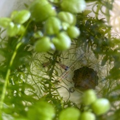 可愛い真っ黒お目めの白パンダメダカペア🐟の画像