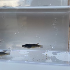 黑天幻龍ワイドフィン2ペアの画像
