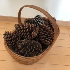 松ぼっくり　大きいサイズ