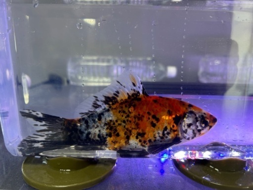 金魚　銀鱗墨和金