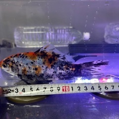 金魚　銀鱗墨和金