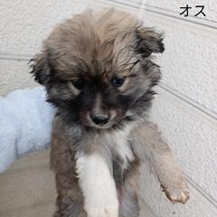 里親募集緊急です