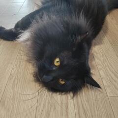 黒猫長毛MIX (  少し茶色の毛並あり)           ...
