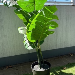 IKEA 観葉植物
