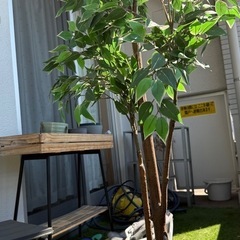 観葉植物 IKEA