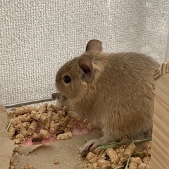 デグー里親募集 - その他