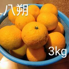 【お得】はっさく