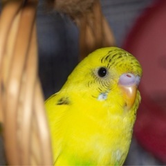 手乗りインコ