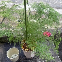 観葉植物　アスパラ　ナナス
