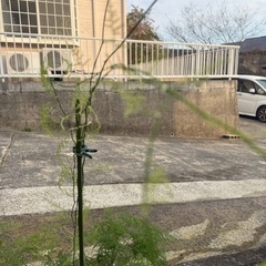 観葉植物　アスパラ　ナナス
の画像