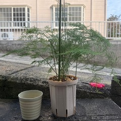 観葉植物　アスパラ　ナナス
の画像