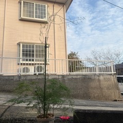 観葉植物　アスパラ　ナナス
の画像