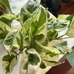 観葉植物　ポトス　エンジョイ　挿木用