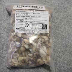 アクアリウム貝殻の画像