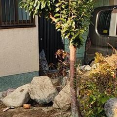 【まだ募集中】榊の木