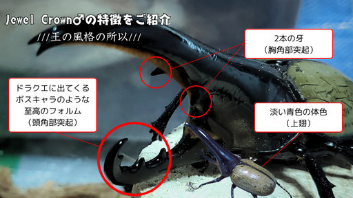 完売御礼｜【極短極太血統】ヘラクレス・メテオ(Jewel Crown血統)初令幼虫5頭 F1 種親♂129.6mm×♀71.2mm