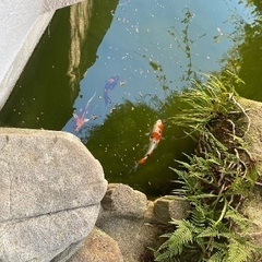錦鯉　3匹