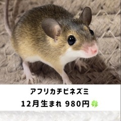 【🐭アフリカチビネズミ🐭】980円🍀