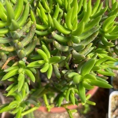 多肉植物の画像