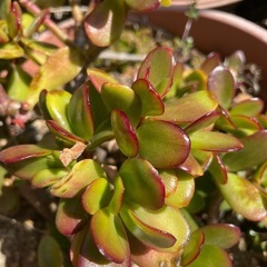 多肉植物の画像