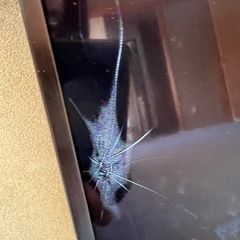 55型液晶割れテレビの画像