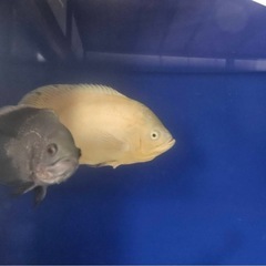 オスカーの画像