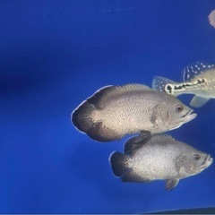 オスカーの画像