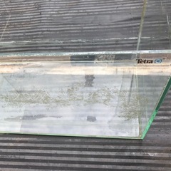 テトラ　60ガラス水槽