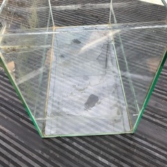 テトラ　60ガラス水槽の画像